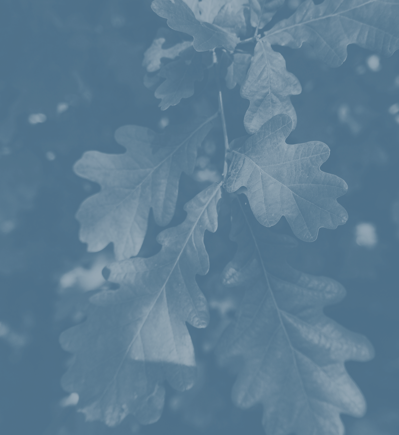 Background Media Hero 2